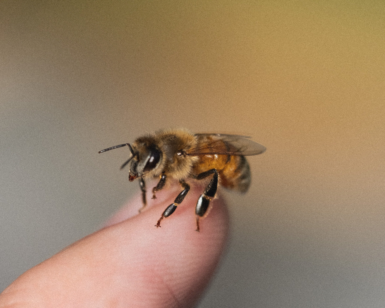 Close-up of honeybee resting on finger with grey and yellow background.