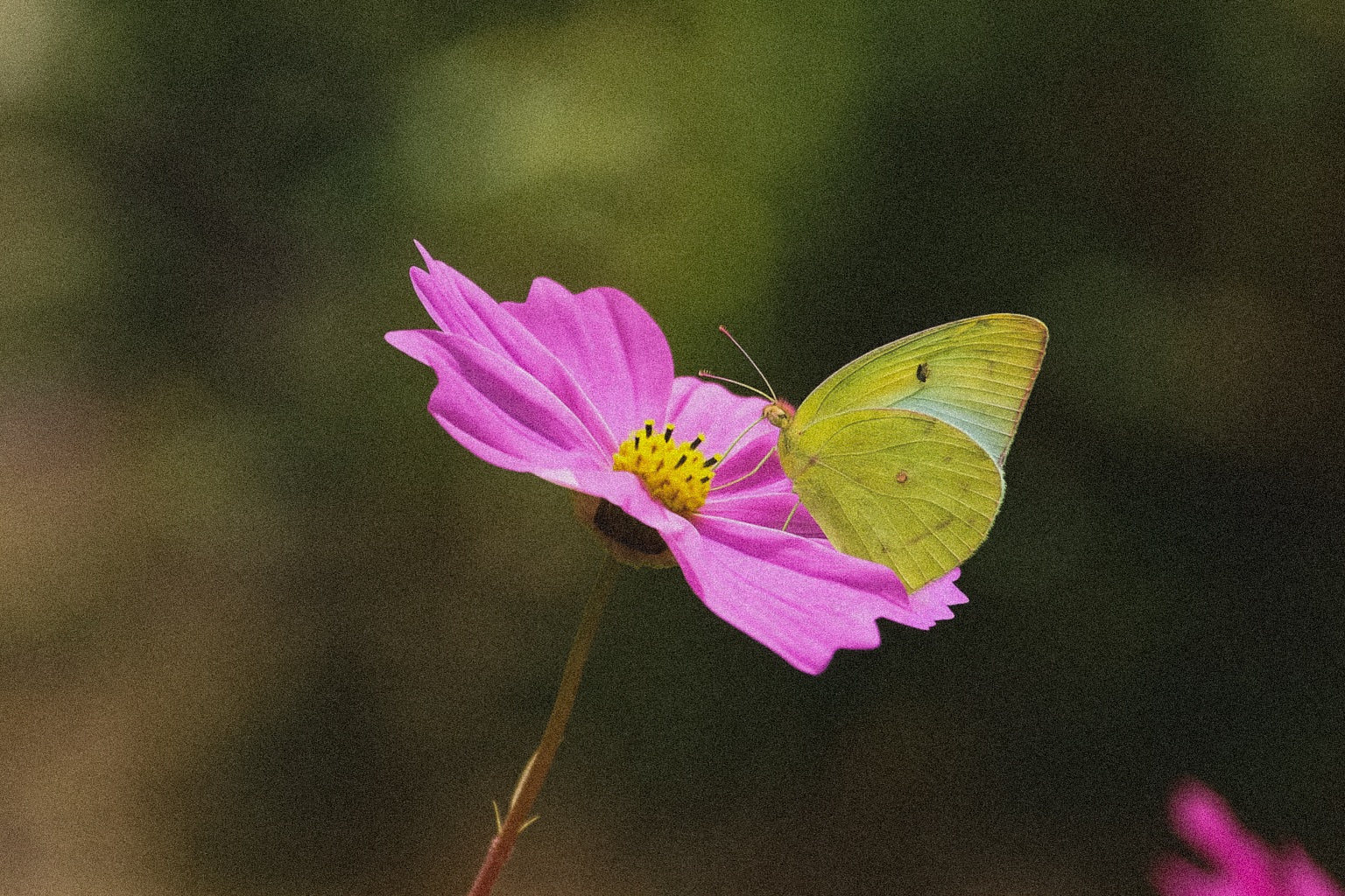 Little Sulphur butterfly resting on pink Coreopsis wildflower in natural setting