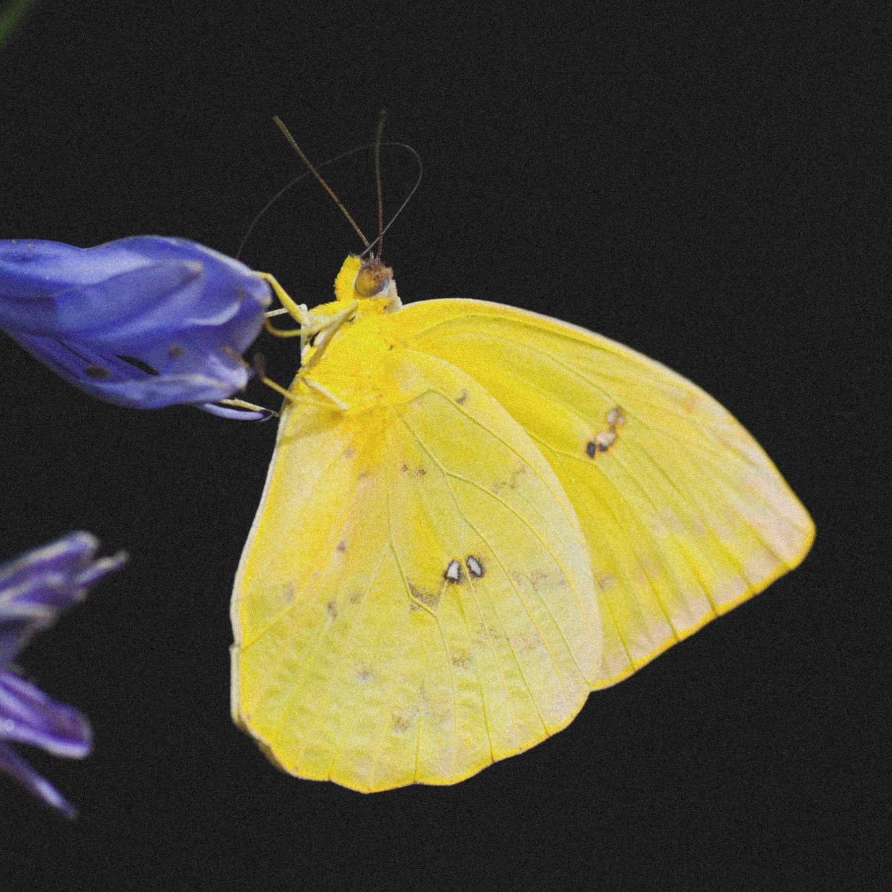 Mini Butterfly Wing Charm Necklace • Golden Sulphur