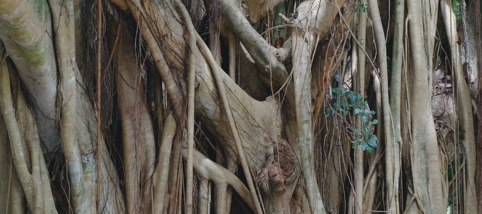 A banyan tree showing widespread roots. 