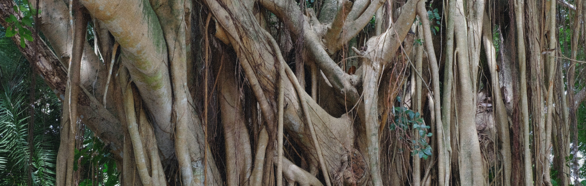 A banyan tree showing widespread roots. 