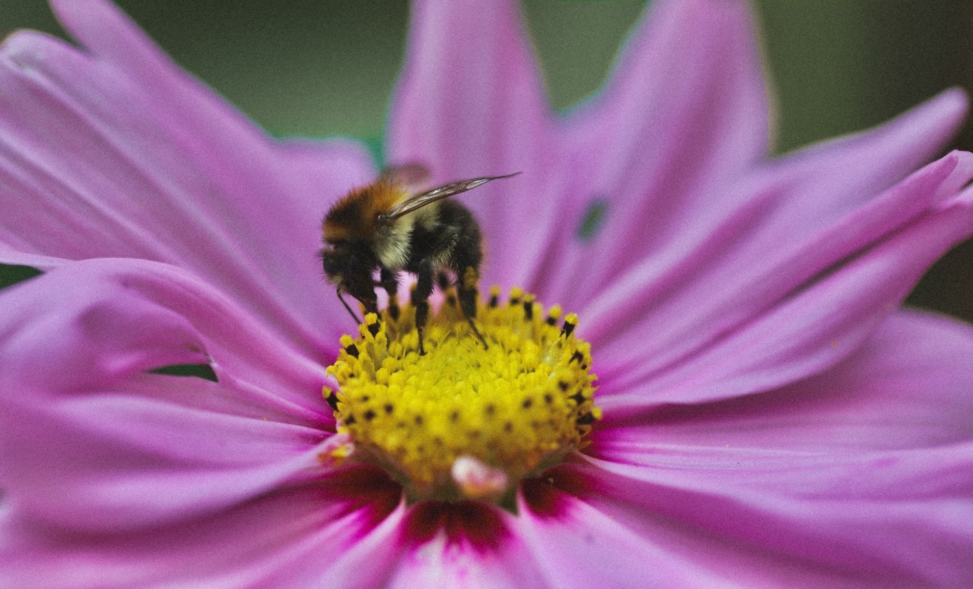 Bee pollinating pink Coreopsis flower, close-up of pollinator on native wildflower