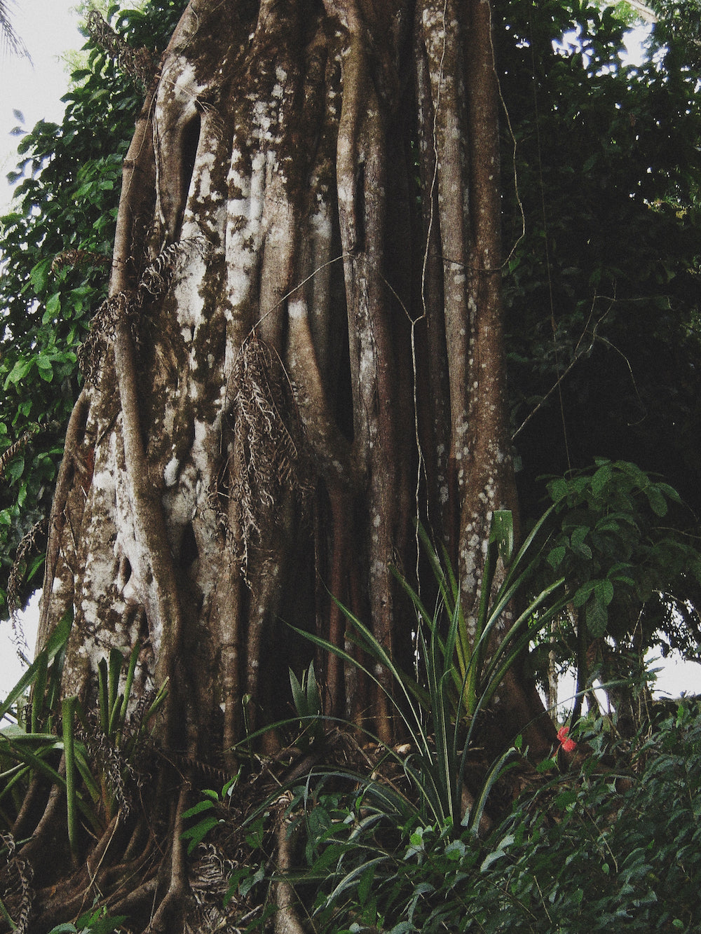 A Banyan tree surrounded by foliage in Costa Rica.