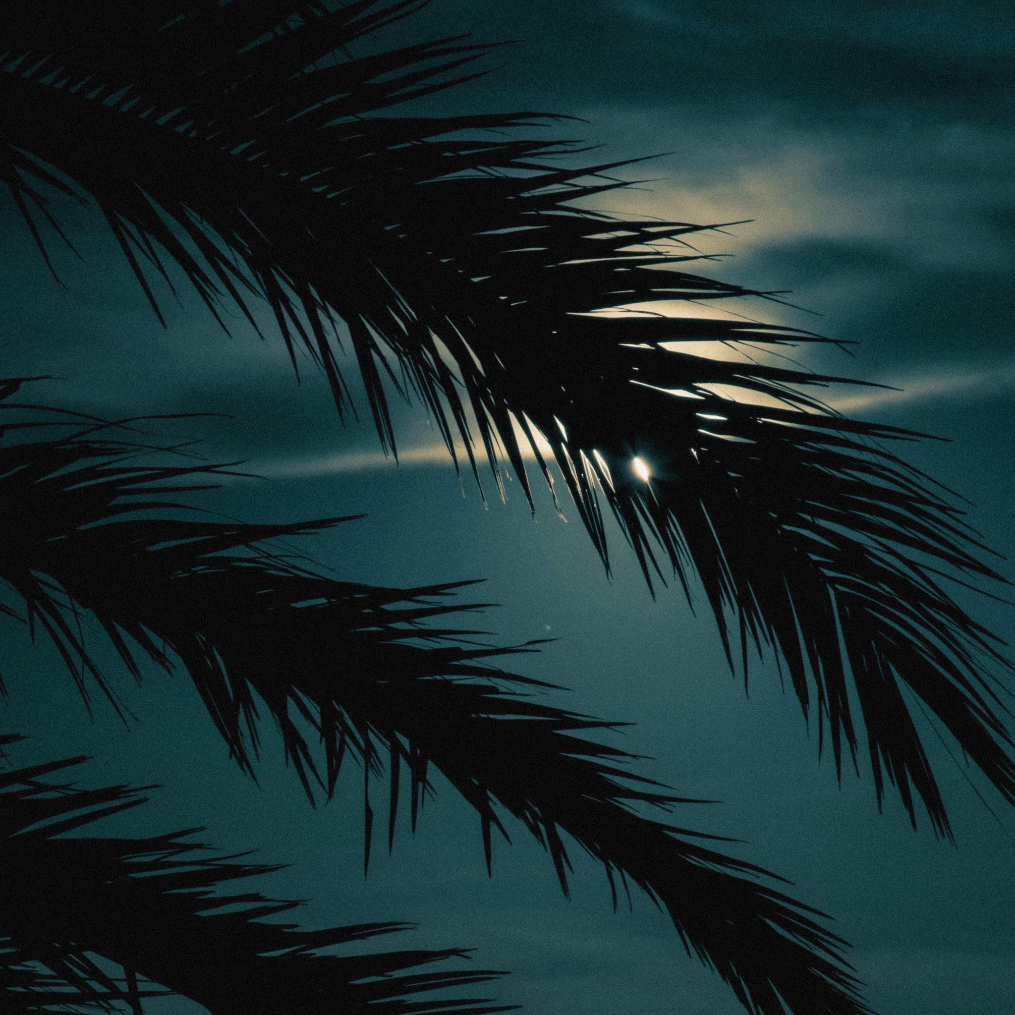Dark palm tree fronds partially obscuring bright moonlight in a cloudy night sky, natural color inspiration.