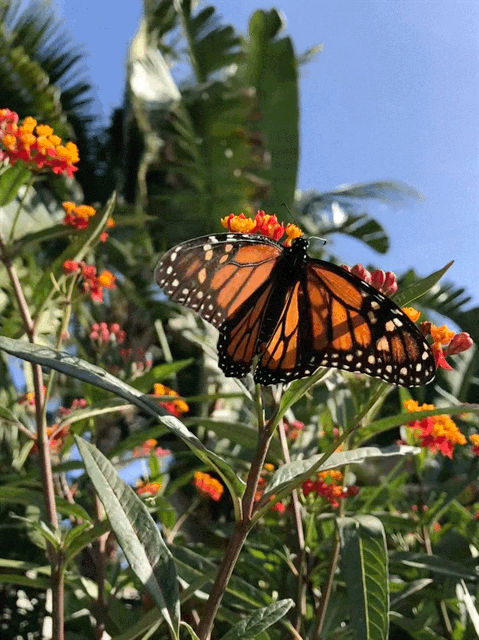 Monarch butterfly spreading wings while resting on milkweed plant with palm trees and blue sky in background.