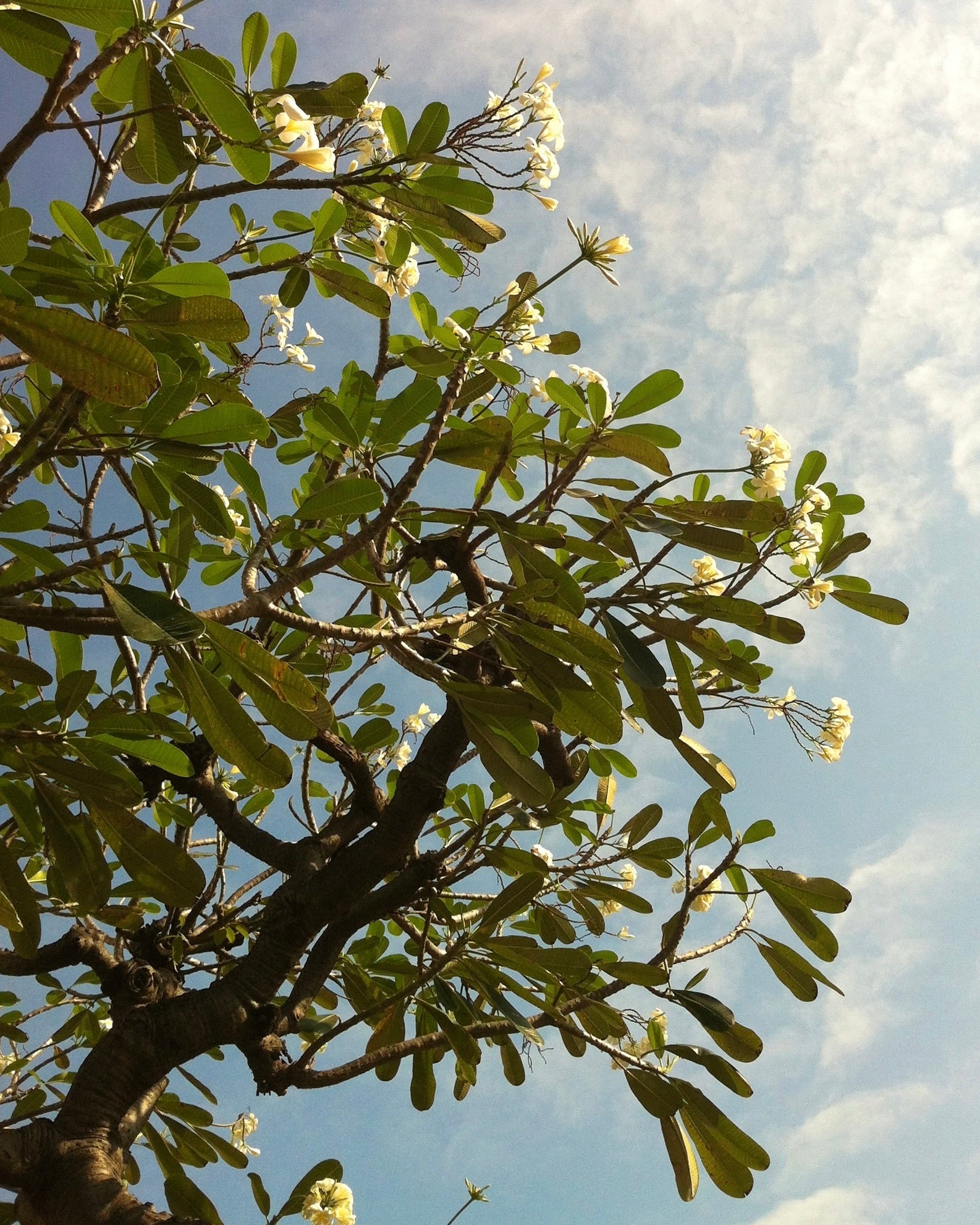 Plumeria tree with white blossoms and green leaves with blue sky background.