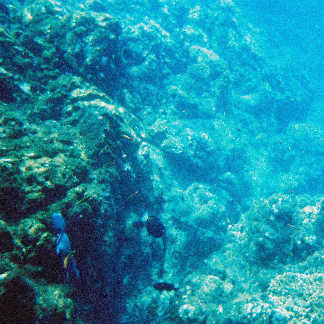 Underwater scene of tropical fish swimming among coral reefs, natural color inspiration.