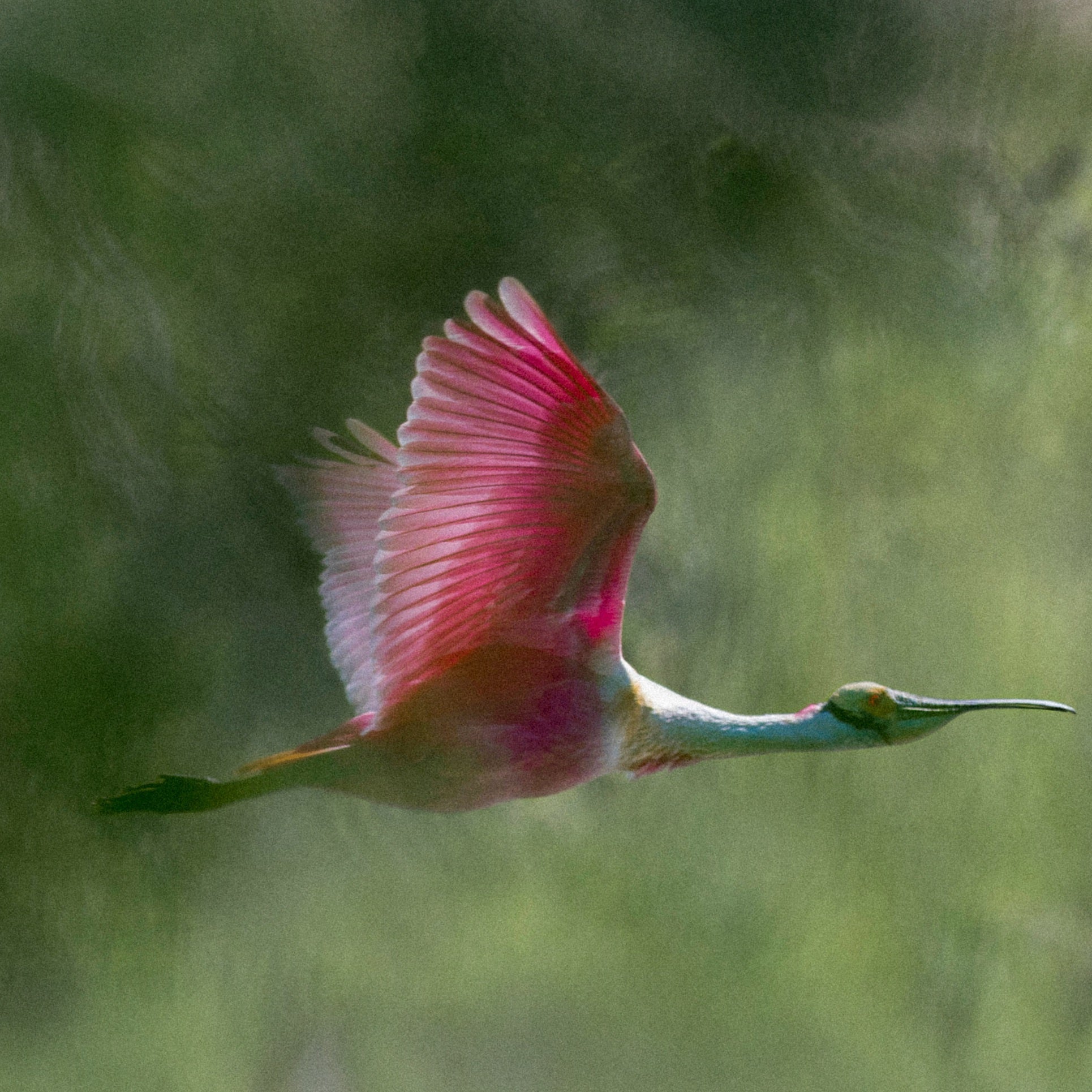 Flying roseate spoonbill with bright pink wings against blurred green foliage in background, natural color inspiration.