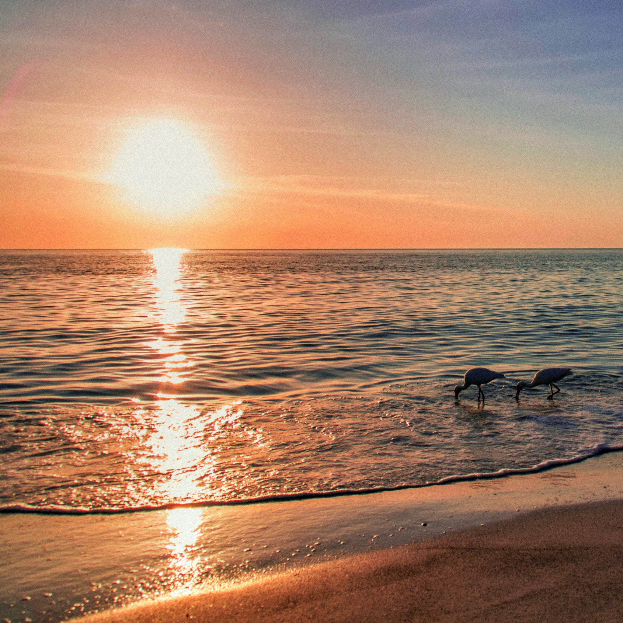 Golden sunset over a sandy beach with birds wading at the shoreline, natural color inspiration.