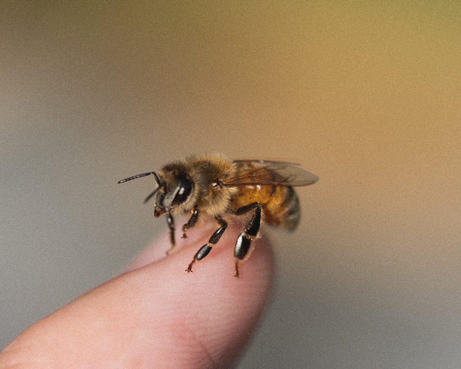 Bee resting on finger with grey and yellow background.